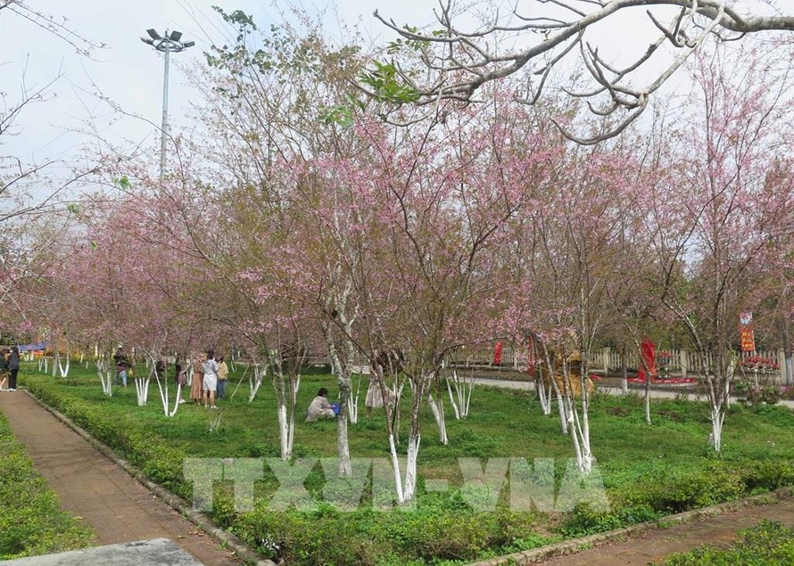 Mai anh đào Măng Đen khoe sắc dịp Tết Nguyên đán 2023