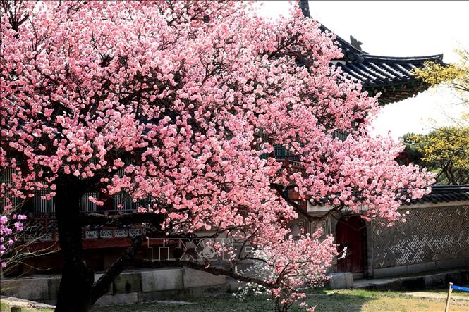 Hoa anh đào ở Hàn Quốc nở rộ sớm do nhiệt độ cao bất thường