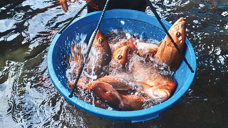 FAO: Sản lượng nuôi trồng thủy sản lần đầu tiên vượt sản lượng đánh bắt