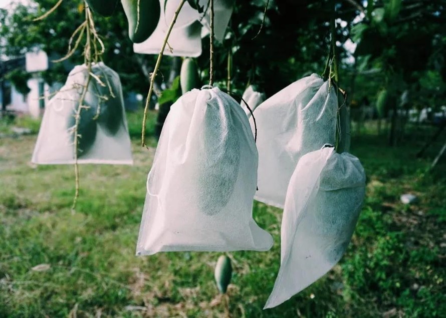 Bao quả - tăng giá trị kinh tế