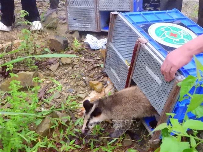 Tái thả 91 cá thể động vật hoang dã về tự nhiên tại Vườn quốc gia Tam Đảo