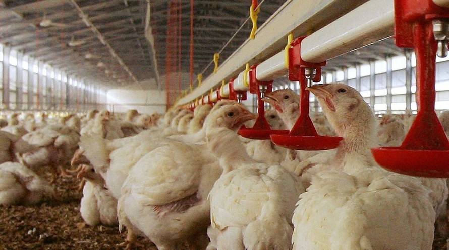 Pháp nâng cảnh báo cúm gia cầm lên mức cao trên toàn quốc