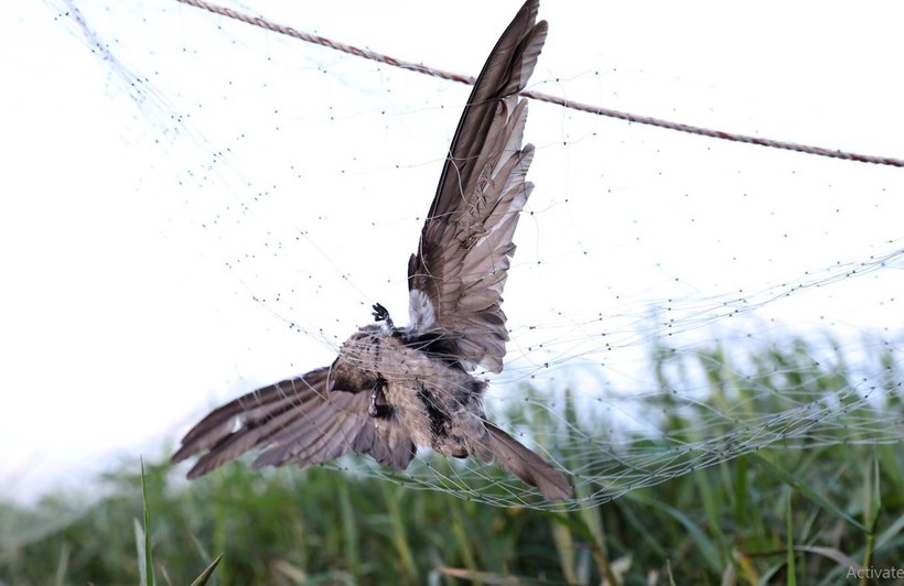 Vẫn còn hàng trăm nghìn cá thể chim bị săn bắt, rao bán mỗi năm