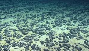 Phát hiện hàng trăm loài mới trong thử nghiệm khai thác khoáng sản đáy biển