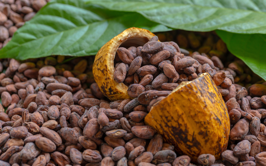 Hành trình hạt cacao, trái dừa "hóa thân" từ nguyên liệu thô thành đặc sản ĐBSCL