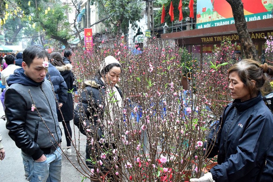 Đào, quất 'giá mềm' bán ngập chợ hoa tết Hàng Lược