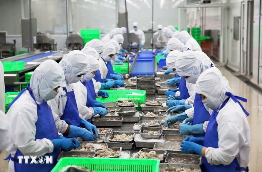 Dây chuyền sơ chế tôm xuất khẩu ở huyện Bình Chánh, Thành phố Hồ Chí Minh. 