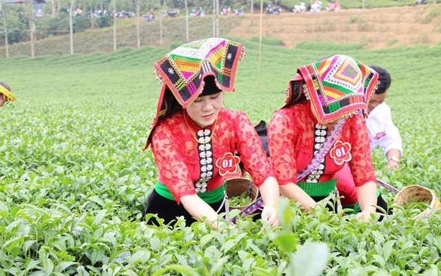 Vùng chè Phổng Lái vào mùa thu hoạch