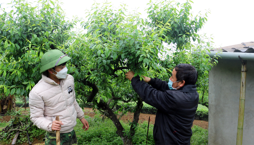Nông dân huyện Vân Hồ áp dụng tiến bộ khoa học kỹ thuật vào sản xuất nông nghiệp hàng hóa, phù hợp với điều kiện thực tế.