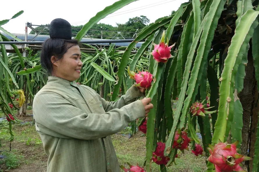 Nông dân thu hoạch thanh long