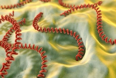 Philippines cảnh báo số ca nhiễm xoắn khuẩn vàng da tăng vọt sau lũ lụt