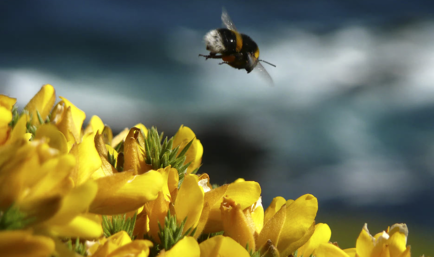 Số lượng côn trùng tại Anh giảm mạnh. Ảnh: Odd Andersen/AP