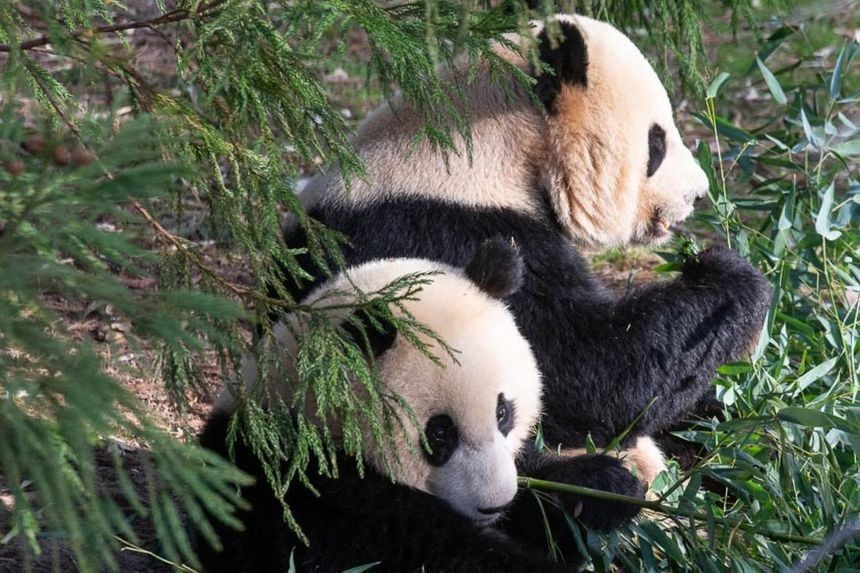 Gấu trúc Tian Tian và Mei Xiang tại Vườn thú quốc gia Smithsonian và Viện sinh học bảo tồn vào tháng 9/2022. Ảnh: vườn thú Smithsonia