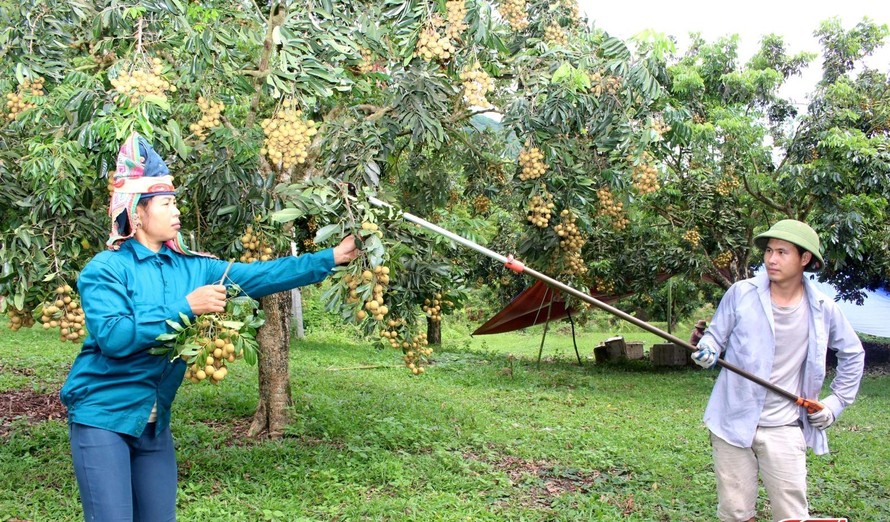 Nông dân huyện Sông Mã (Sơn La) thu hoạch nhãn.