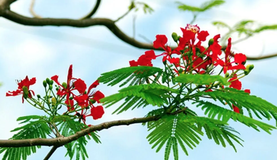 Bài thơ Chiếc lá đầu tiên của Hoàng Nhuận Cầm rất được yêu mến.