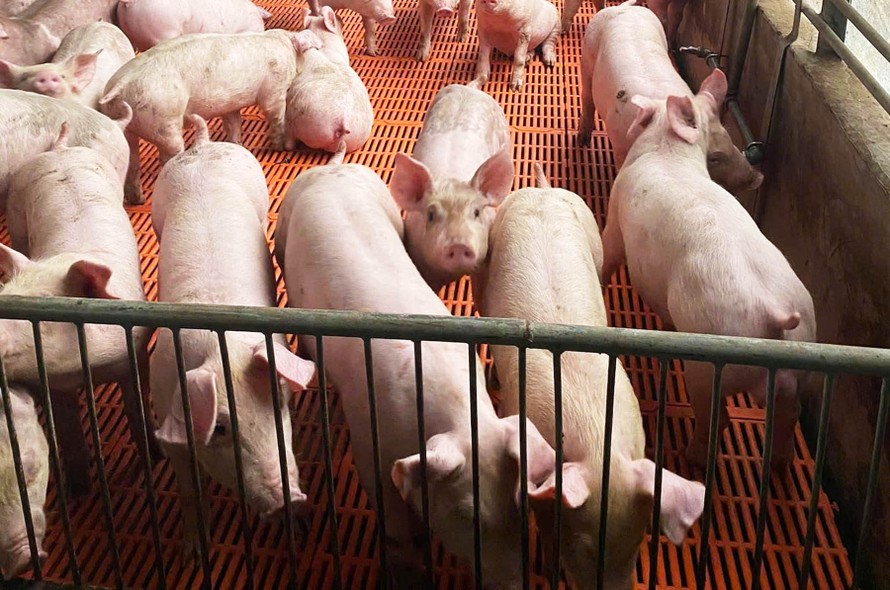 Đàn heo của bị can Nguyễn Tuấn Thành.