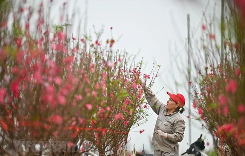 Dịp nghỉ dịp Tết Âm lịch năm 2025 sẽ kéo dài 9 ngày bao gồm 5 ngày nghỉ Tết Âm lịch và 4 ngày nghỉ hằng tuần. Ảnh: TTXVN.