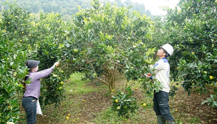 Phù Yên đẩy mạnh phát triển nông nghiệp hữu cơ