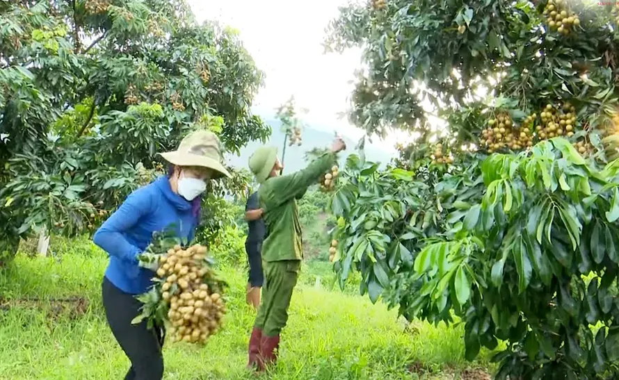 Chủ động phương án tiêu thụ, xuất khẩu nông sản