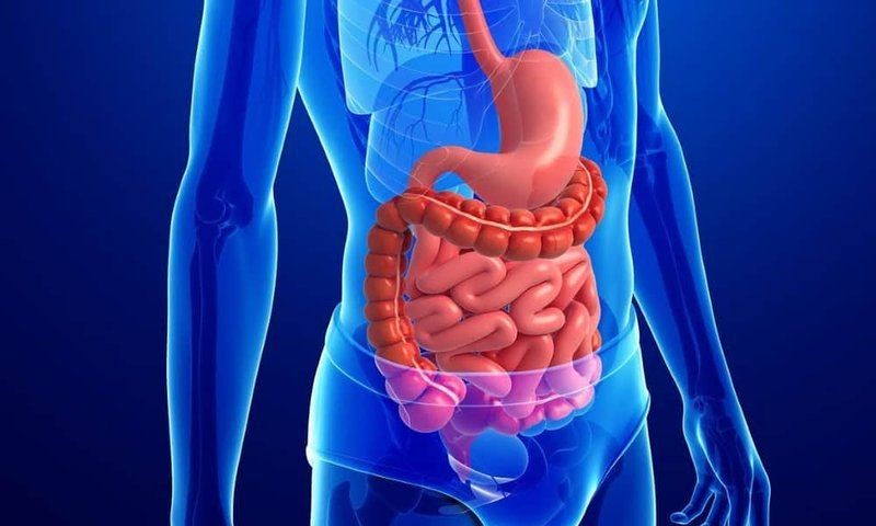 Sự khác biệt đáng kể trong hệ tiêu hóa của nam và nữ