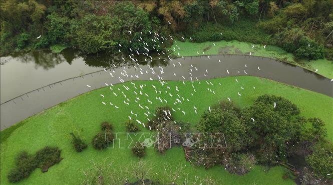 Vào mùa cao điểm sinh sản, từ tháng 8 đến tháng 4 âm lịch, số lượng chim tại Vườn chim Thung Nham lên tới hàng chục nghìn cá thể.