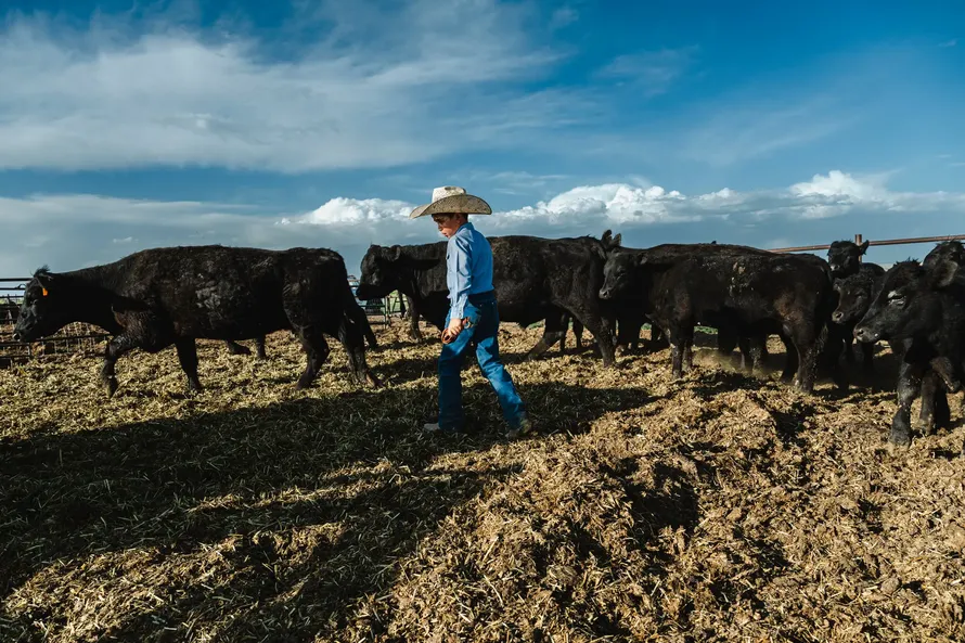 Nông dân Mỹ phẫn nộ trước kế hoạch giảm giá thịt bò của ông Trump