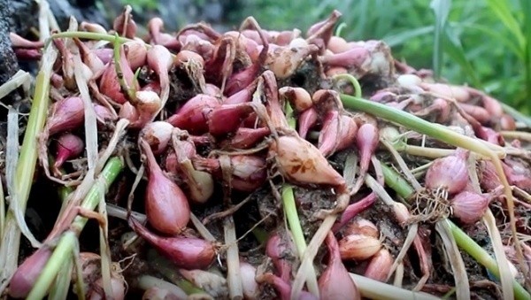 Nông dân Quảng Ngãi vứt bỏ hành tím ngoài đồng do mưa lớn kéo dài gây ngập úng. 