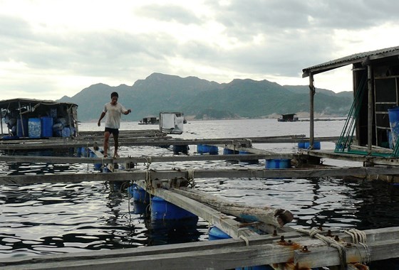 Một bè nuôi tôm hùm trên đảo Bình Ba