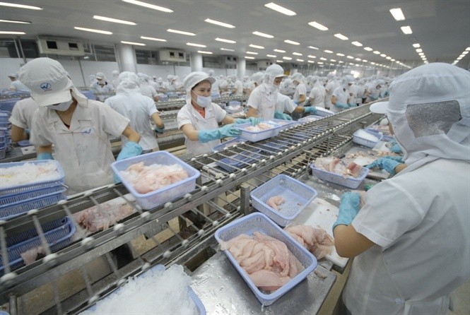 Mỹ trở lại là thị trường lớn nhất của cá tra Việt Nam