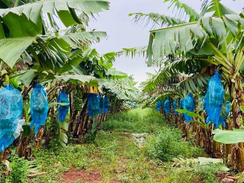 Nông trại chuối của Tập đoàn HAGL tại tỉnh Gia Lai