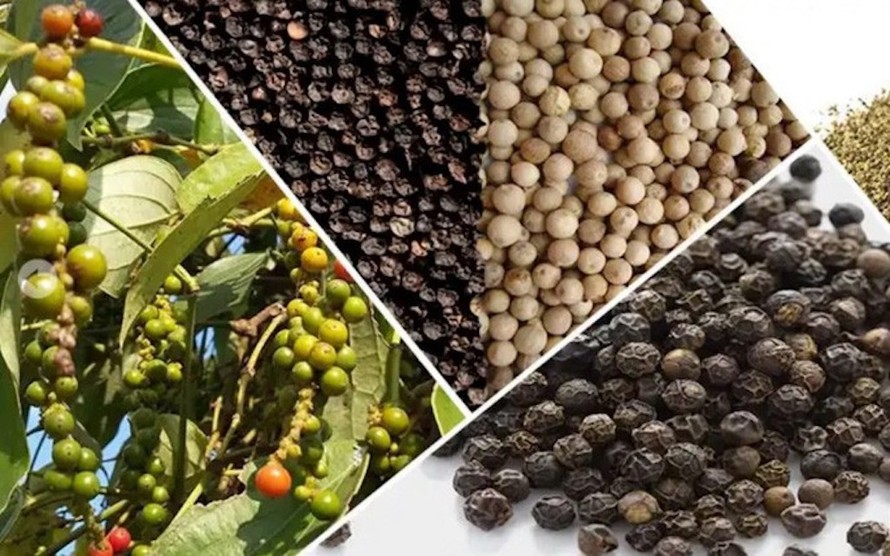 Hoa Kỳ và Trung Quốc là hai thị trường xuất khẩu hồ tiêu lớn nhất của Việt Nam.