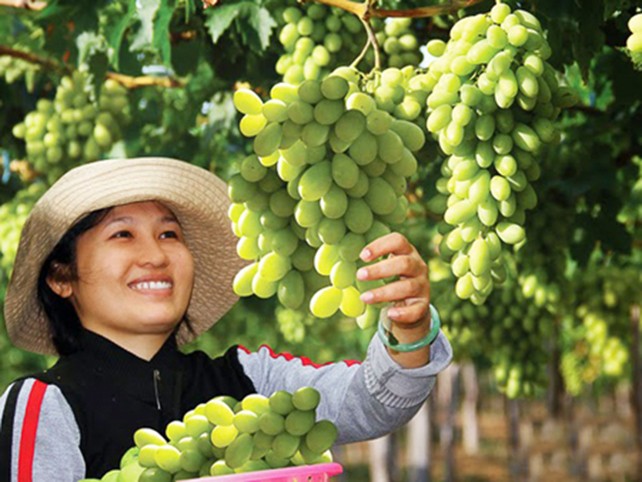 Tôn vinh cây nho Ninh Thuận