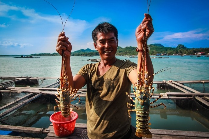 Ghé thăm những hòn đảo này để thưởng thức tôm hùm 'ngon, bổ, rẻ'