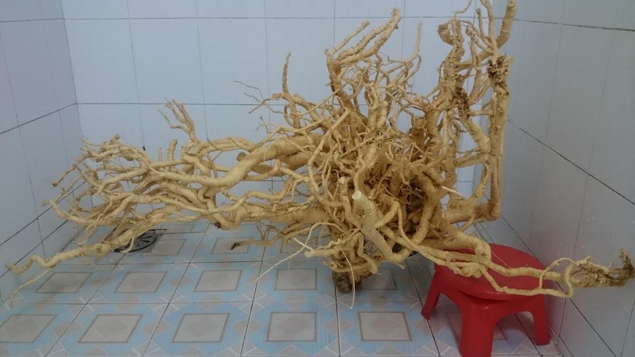 Củ đinh lăng bậc nhất Việt Nam, ngâm 300 lít rượu bồi bổ