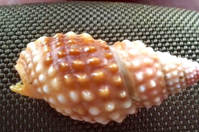 Mẫu vỏ ốc mà chị S. đã ăn trước đó do gia đình nạn nhân cung cấp. Ảnh: Báo Lao Động