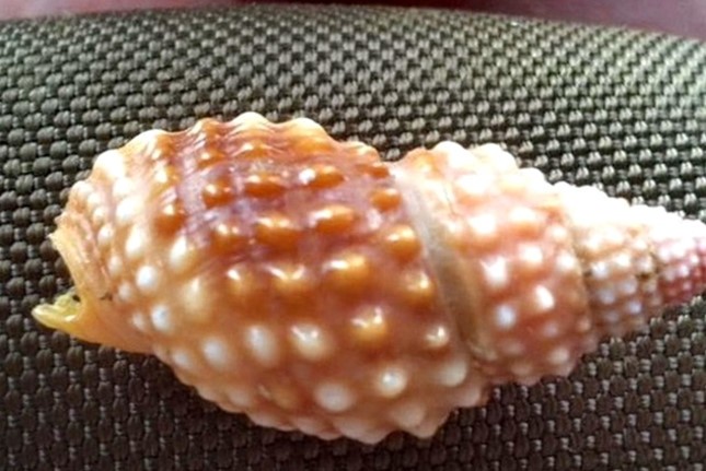 Con ốc mà cô H.T.S. ăn khiến sau đó cô tử vong là loài ốc bùn răng cưa, rất độc.