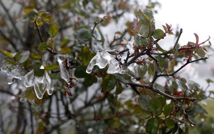 Băng tuyết bao phủ trên các cành cây. Ảnh minh họa: VTV