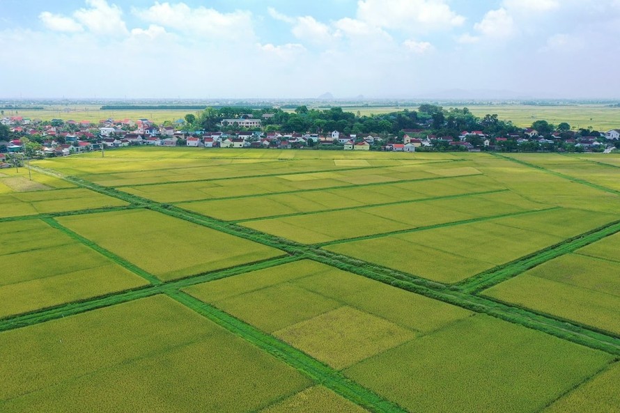Ảnh minh họa.