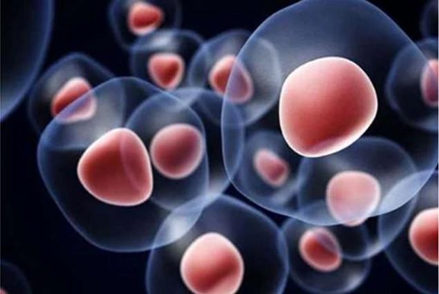 Phát hiện đột phá về "chìa khóa" làm chậm quá trình lão hóa