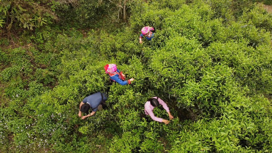 Thị trường trà cổ thụ: Sắp hết thời giá rẻ, nhà đầu tư sẽ gom trà như gom vàng?