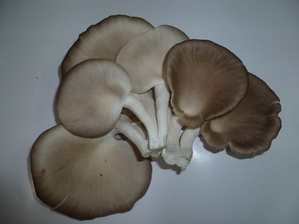 Tác dụng không ngờ của nấm bào ngư xám