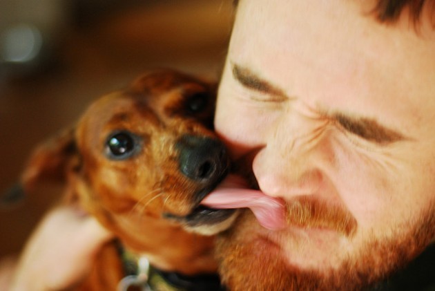 Vì sao chó thích liếm mặt chủ?