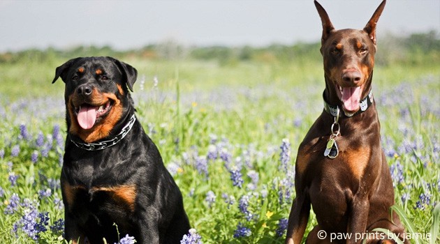 2 giống chó hung dữ cắn xé chủ nhân ở Hà Nội nguy hiểm mức nào?