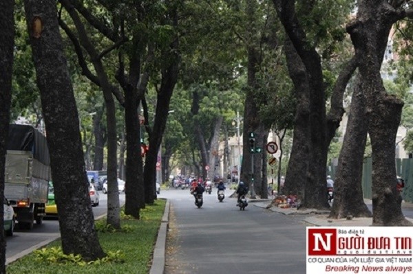 Nuối tiếc ngắm nhìn hàng cây cổ thụ trước giờ di dời ở TP.HCM