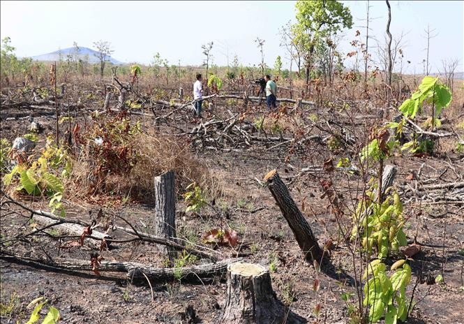 Rừng tiểu khu 296, xã Cư M’Lan, huyện Ea Súp bị phá trắng để chiếm đất mặt tiền Quốc lộ 29.