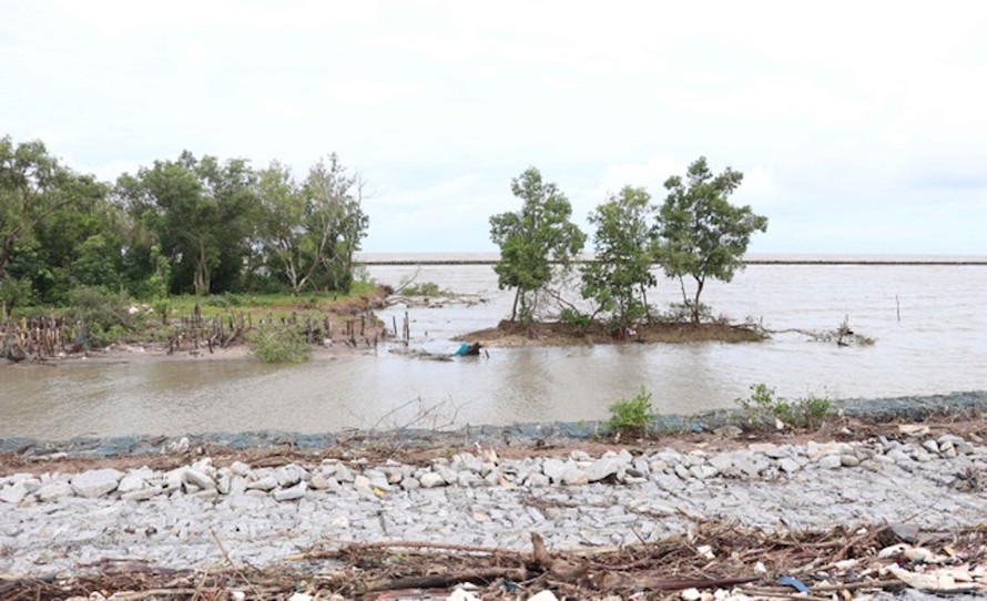 Nhiều đoạn tuyến đê biển Tây ở Cà Mau thời gian đã bị sạt lở nghiêm trọng do đai rừng phòng hộ bị cuốn trôi hoặc còn rất mỏng.