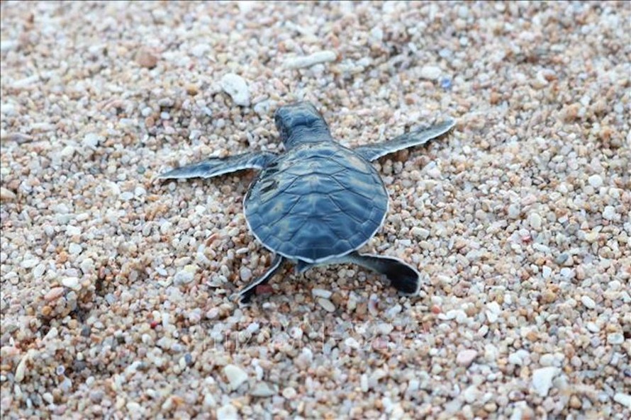 Rùa con được thả về vùng biển Vườn quốc gia Núi Chúa (huyện Ninh Hải, Ninh Thuận). 