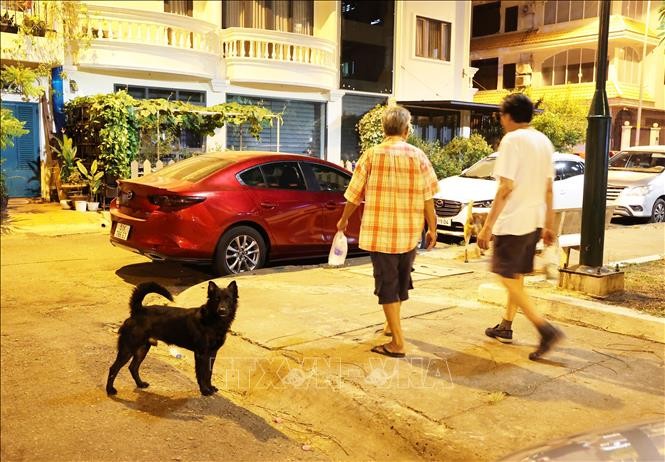 Chó không rọ mõm, thả rông tại công viên ở Thành phố Hồ Chí Minh.