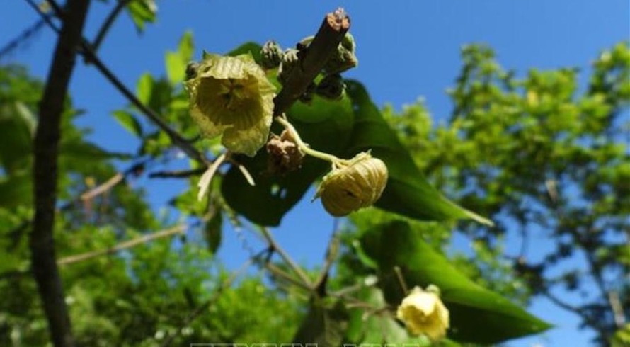 Cây La hán quả mọc tại Pù Luông