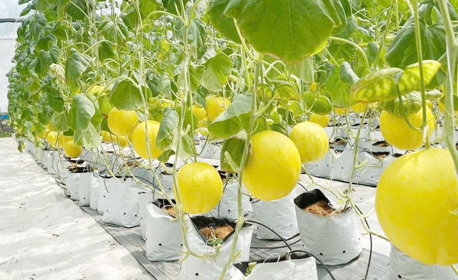 Bắc Giang: Đầu tư công nghệ bảo quản, chế biến các sản phẩm nông nghiệp chủ lực 